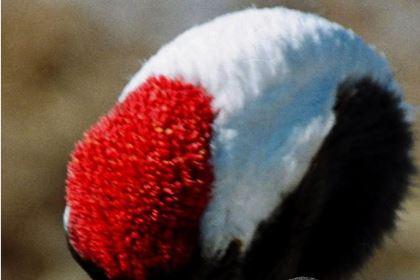 古代一味毒药叫的好听“鹤顶红”,一听俗名原来是它?