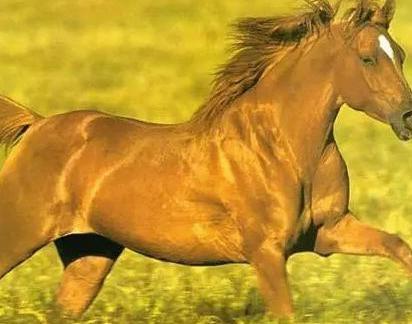 中国古时候的马一天能跑多少里地呢 日行千里可能吗