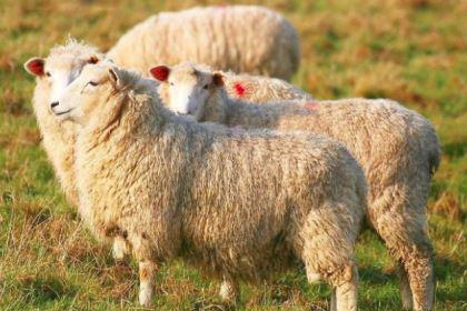 宋朝人有多爱吃羊？皇宫一天就能吃350只羊