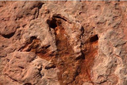 四川发现巨大恐龙足迹是真的吗？是什么恐龙的脚印？