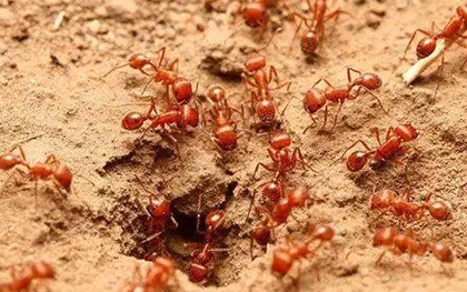 红火蚁在中国是入侵生物，雌蚁、雄蚁和工蚁又有何特征？