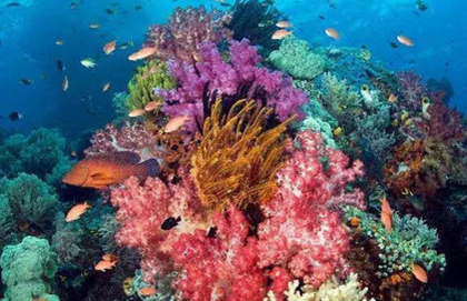 近年来加勒比海珊瑚礁大量消失，其主要原因与什么有关？