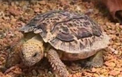 斑点陆龟有哪些形态特征？一般都分布在哪里呢？