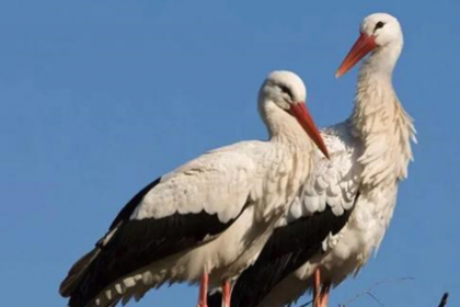 东方白鹳属于大型涉禽，在中国是国家几级保护动物？