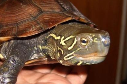 中华草龟属于什么品种？都有哪些喂养的技巧呢？