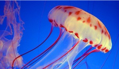 水母主要生活在大海中，那么人们遇到水母群该怎么办？