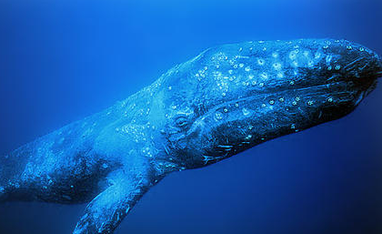 灰鲸的生活环境是怎样的？为何被列为国家二级保护动物？