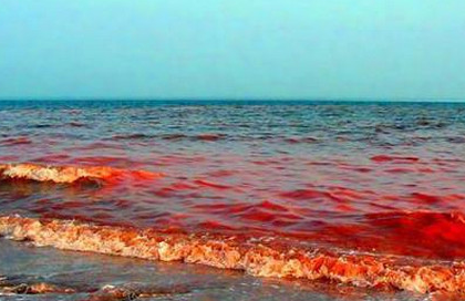 赤潮在国际上被称为“红色幽灵”，那么它究竟造成了多大危害？