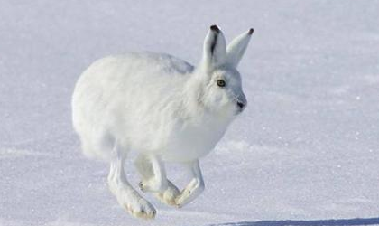 白靴兔是夜间活动的动物，因此它分布在世界上哪些地方？
