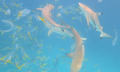 鲨鱼城位于帕劳的西面环礁，只因这里可以看到什么鲨鱼？