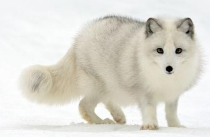 北极狐分布于北极地区，其中包括哪些靠近北极的国家？