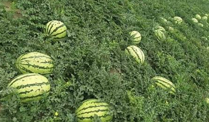 西瓜作为世界十大水果之一，根据形状和成熟期有哪些品种？