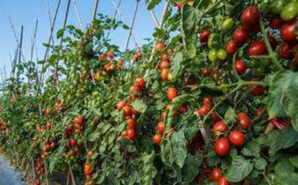 世界上有哪些口味的西红柿？为何现在的口感却变了？
