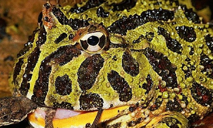 南美角蛙属於两栖动物中最大一科，它们究竟长什么样子？