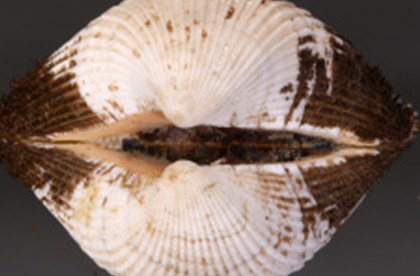 毛蚶类似贝壳中等大小，其广泛分布于世界上哪些地区？