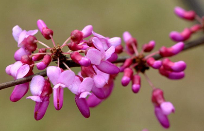 每到春季3月至4月时，现代应该怎么种植紫荆这一植物？