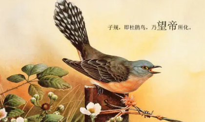 在古代的诗词中，杜鹃鸟为何常与悲苦之事联系在一起？