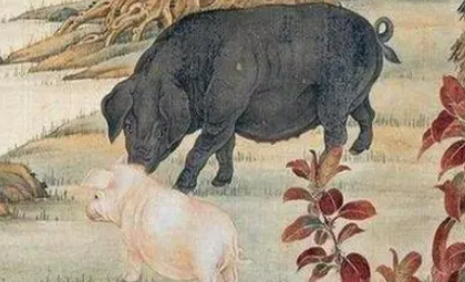 作为六畜之一的猪，究竟是为何不能成为古人的主流食物？